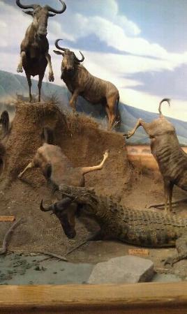 Cabela's